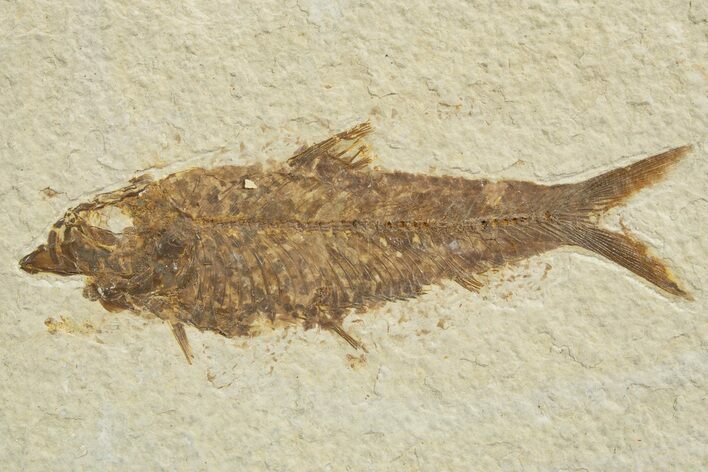Detailed Fossil Fish (Knightia) - Wyoming #318570